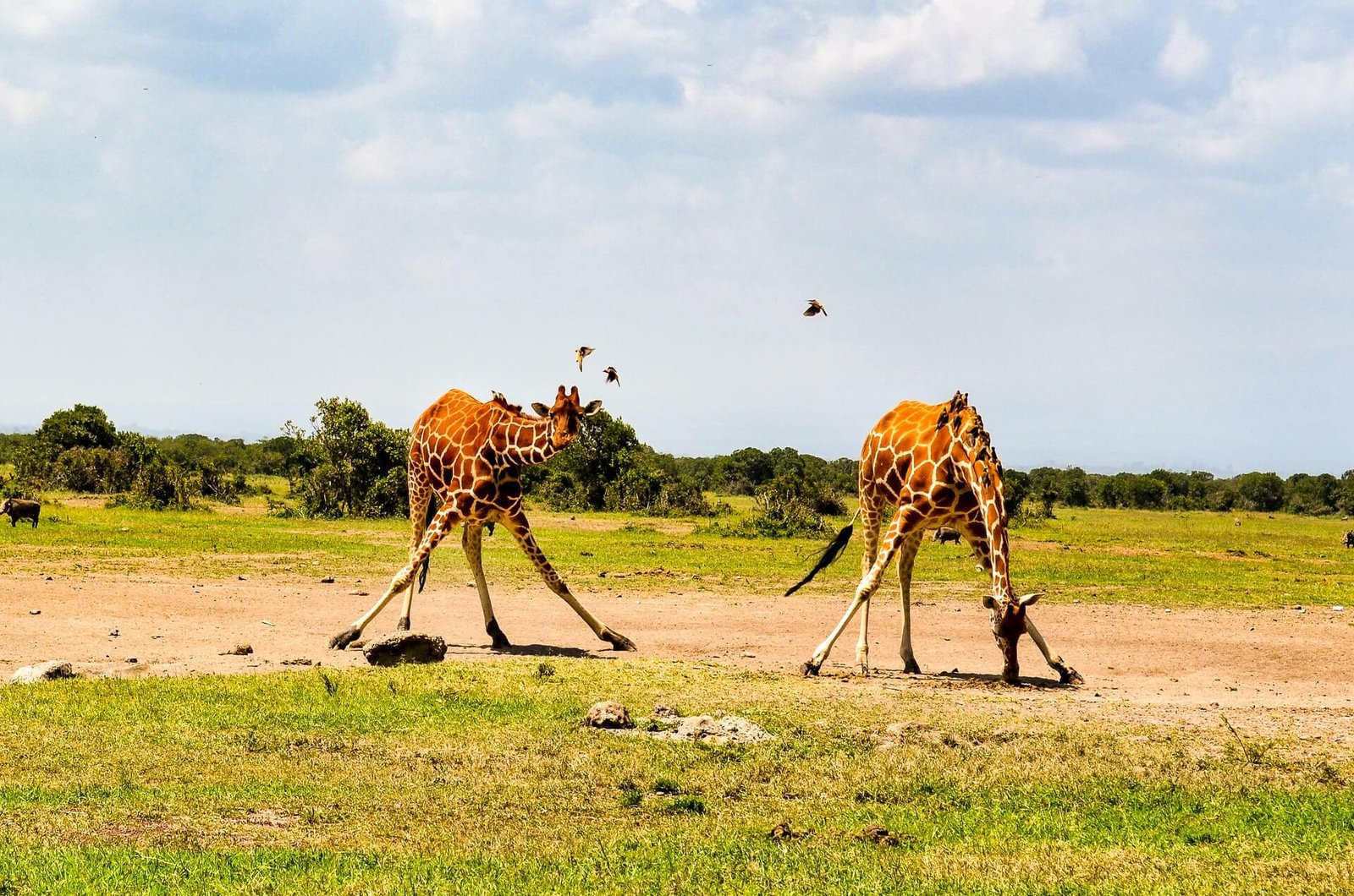 Africa3
