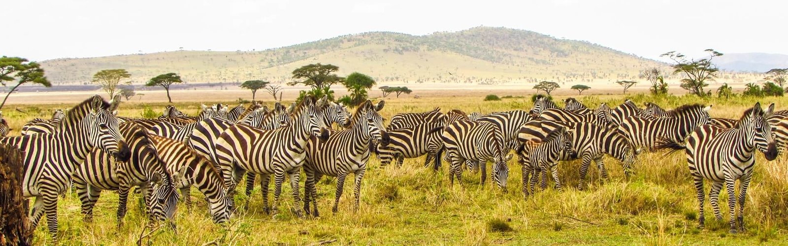 Africa6